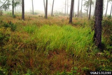 Small cogongrass infestation in woods